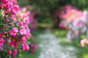 不负芳华,花卉摄影技法完全宝典后期课程